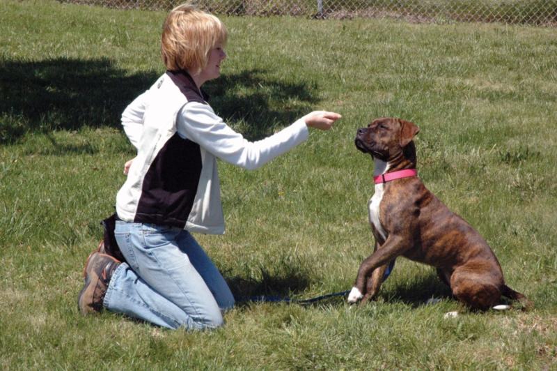 Guaranteed Dog Training: Proven Methods That Work